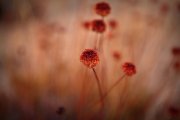 Flowers & Plants, Landscape, adventure wedding photography, taylored photo memories
