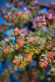 Flowers & Plants, Landscape, adventure wedding photography, taylored photo memories