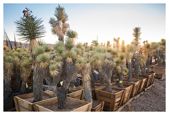las vegas photographer, cactus joe's las vegas, off beaten path weddings, offbeat bride, unique las vegas wedding venues